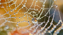 Dew-Covered Spider Web in Soft Morning Light