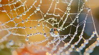 Dew-Covered Spider Web in Soft Morning Light