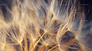 Ethereal Dandelion Seeds in Warm Light Close-up