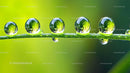 Dew Droplets on Fresh Green Grass Blade