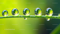 Dew Droplets on Fresh Green Grass Blade