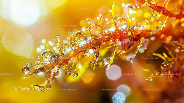 Makrofotografia kropelek rosy na żywej pomarańczowej roślinie