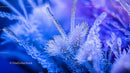 Macro View of Delicate Ice Crystals on a Frosty Surface