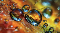 Vibrant Macro Water Droplets on Colorful Surface