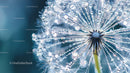 Macro Shot of Dandelion Seed Head with Water Droplets