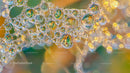 Dew-Covered Spider Web with Vibrant Reflections