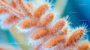 Close-up of Vibrant Fluffy Orange Blossoms