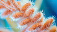 Close-up of Vibrant Fluffy Orange Blossoms