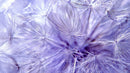 Delicate Dandelion Seeds in Soft Purple Hue
