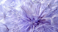 Delicate Dandelion Seeds in Soft Purple Hue