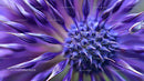 Macro Close-Up of Purple Flower with Intricate Petal Details