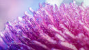 Vibrant Pink Macro Texture with Blurred Background
