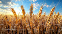 Golden Wheat Field Against a Clear Blue Sky