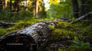 Fallen Log on a Sunlit Forest Floor with Moss