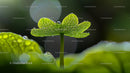 Dew-Covered Green Leaf in Morning Sunlight