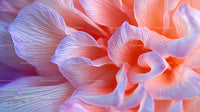 Macro Shot of Delicate Dahlia Flower Petals in Pastel Colors