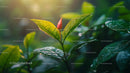 Closeup of Fresh Green Leaves with Dewdrops in Morning Light