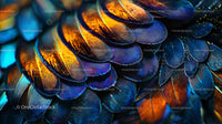 Close-Up of Vibrant Iridescent Bird Feathers