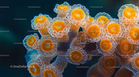 Vibrant Coral Polyps in Underwater Close-up View