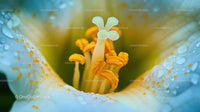 Close-Up View of a Dew-Kissed Lily Stamen and Petals