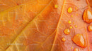 Macro Shot of an Autumn Leaf with Water Droplets