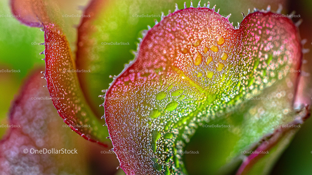 Colorful Macro Shot of Dew-Covered Plant Leaves