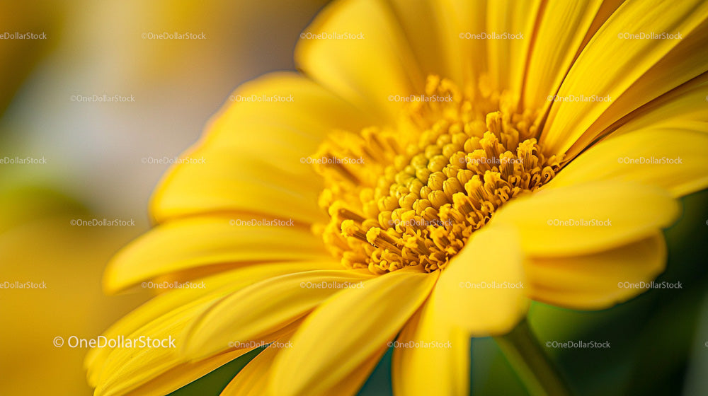 Vibrant Yellow Daisy in Close-Up Macro View
