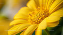 Vibrant Yellow Daisy in Close-Up Macro View
