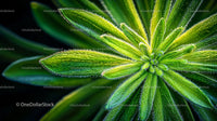 Close-up of Vibrant Green Plant Leaves with Dew