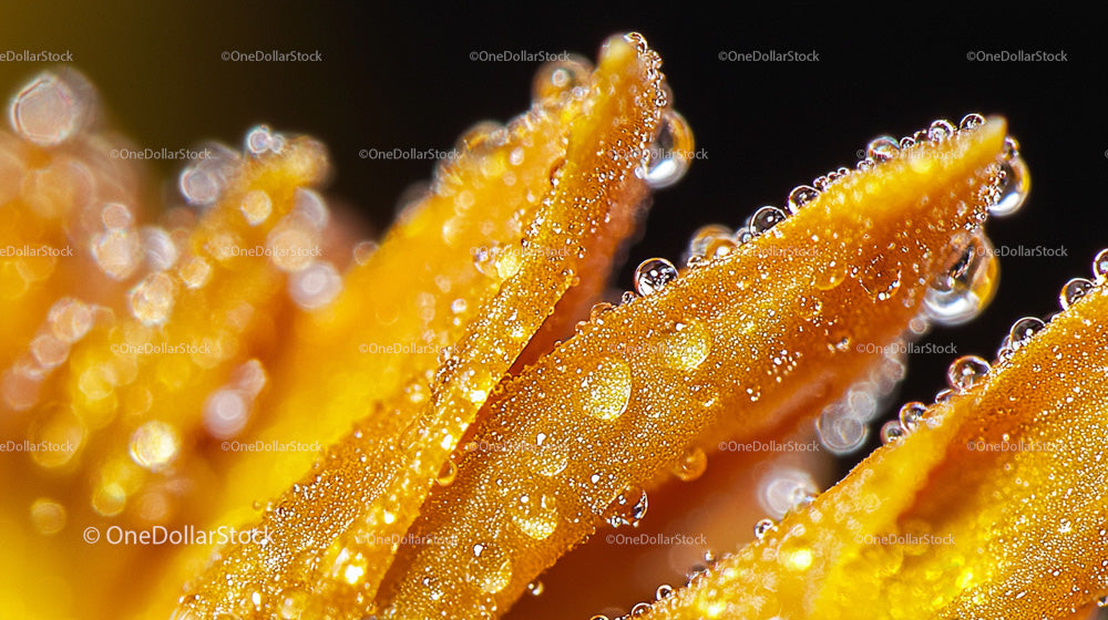 Macro Shot of Fresh Dew on Orange Petals