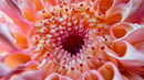 Vibrant Close-Up of Gerbera Daisy Center
