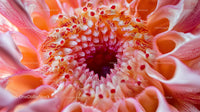 Vibrant Close-Up of Gerbera Daisy Center