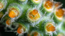 Macro View of Vibrant Cactus Spines with Orange Tips