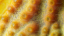 Closeup of Vibrant Starfish Surface Texture
