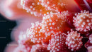 Vibrant Macro Shot of Intricate Floral Patterns