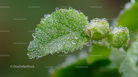 Close-up of Dew-Covered Green Leaf with Fresh Buds