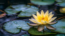 Yellow Water Lily Flower Floating Among Green Lily Pads