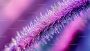 Macro Shot of Frosted Plant with Vibrant Purple Tones