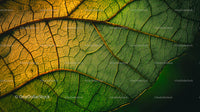 Detailed Close-Up of a Green Leaf with Veins