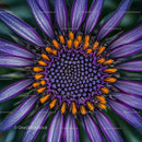 Vibrant Purple African Daisy in Stunning Close-Up