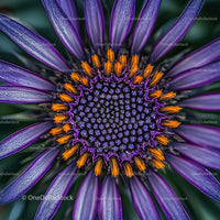 Vibrant Purple African Daisy in Stunning Close-Up