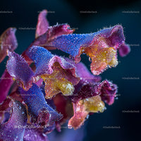 Macro Close-Up of Colorful Dew-Kissed Flowers