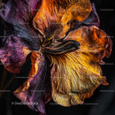 Macro View of Wilted Flower with Rich Textures