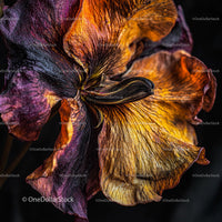 Macro View of Wilted Flower with Rich Textures