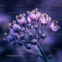 Stunning Close-Up of Purple Blossoms in Evening Light