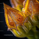 Intricate Orange Petals in Eye-Catching Macro Photography