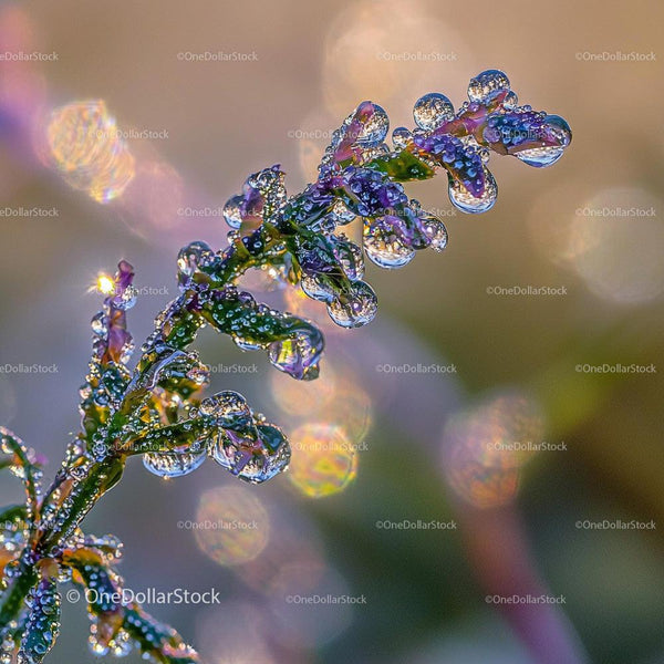 Żywa Roślina Pokryta Kroplami Rosy z Migoczącym Efektem Bokeh