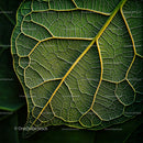 Detailed Closeup of Green Leaf Veins and Structure