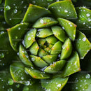 Close-Up of Green Succulent with Water Droplets