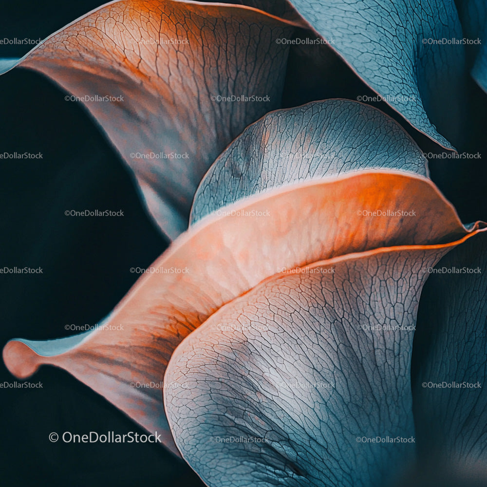 Close-Up of Textured Leaves in Blue and Orange Tones